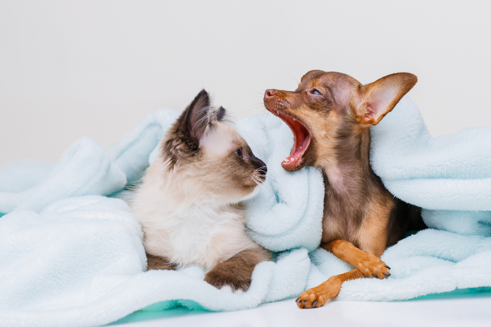 ペット用の毛布を洗濯したのでリラックスしている猫と犬